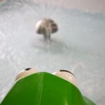 Żaba patrzy na jeżyk wodny w brodziku.